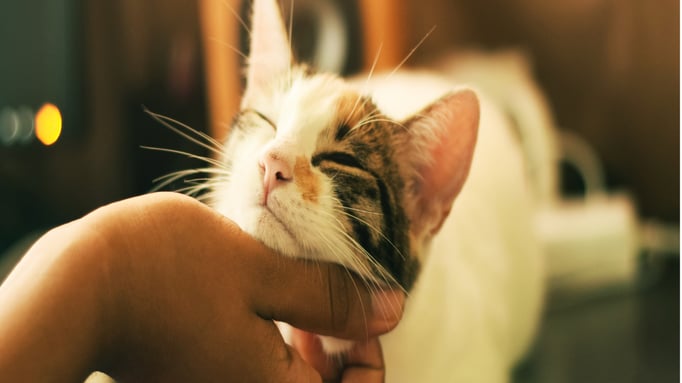 petting cat oxytocin
